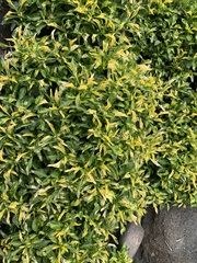 Alternanthera bettzickiana