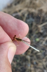 Platycnemis dealbata