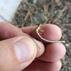 Platycnemis dealbata