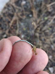 Platycnemis dealbata