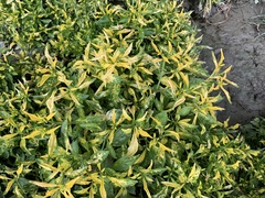 Alternanthera bettzickiana