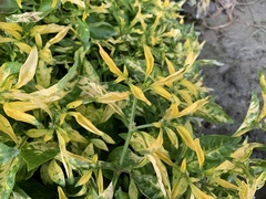 Alternanthera bettzickiana