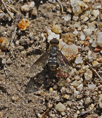 Chrysanthrax vanus