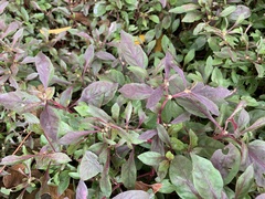 Alternanthera bettzickiana
