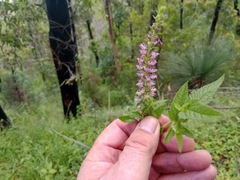 Teucrium argutum
