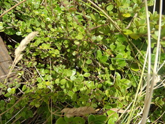 Coprosma neglecta