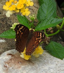Junonia erigone