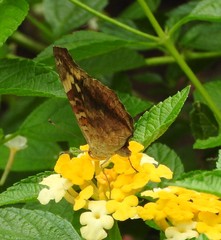 Junonia erigone