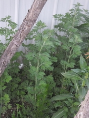 Artemisia mongolica
