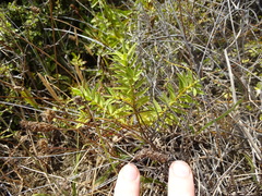Veronica diosmifolia