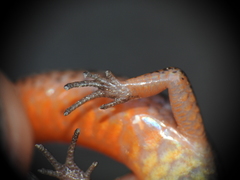Calyptotis lepidorostrum