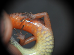 Calyptotis lepidorostrum