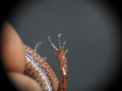 Calyptotis lepidorostrum