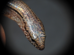 Calyptotis lepidorostrum