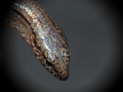 Calyptotis lepidorostrum