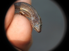 Calyptotis lepidorostrum