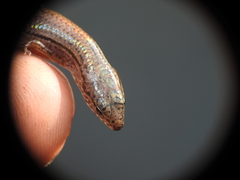 Calyptotis lepidorostrum