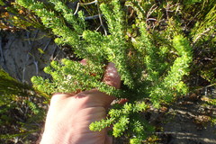 Aspalathus subtingens