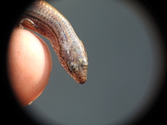 Calyptotis lepidorostrum