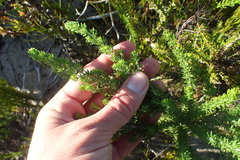 Aspalathus subtingens