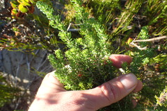 Aspalathus subtingens