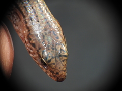 Calyptotis lepidorostrum