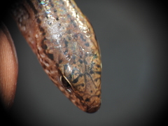 Calyptotis lepidorostrum