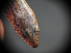 Calyptotis lepidorostrum