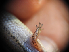 Calyptotis lepidorostrum