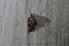 Plusiodonta clavifera