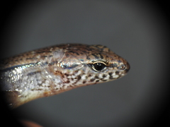 Calyptotis lepidorostrum