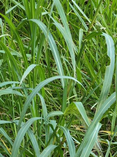 Image of Echinochloa telmatophila by (c) Tony van Kampen, some rights reserved (CC BY)