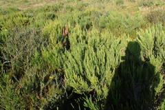 Aspalathus subtingens