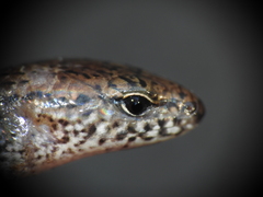 Calyptotis lepidorostrum