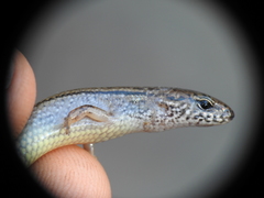 Calyptotis lepidorostrum