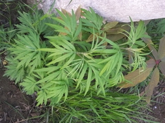 Artemisia mongolica