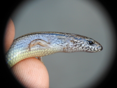 Calyptotis lepidorostrum