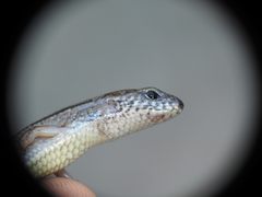 Calyptotis lepidorostrum