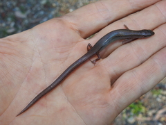 Calyptotis lepidorostrum