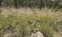 Triodia microstachya