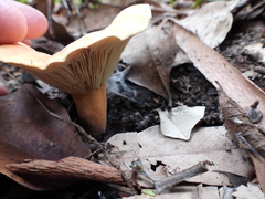 Lactifluus clarkeae