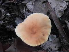 Lactifluus clarkeae