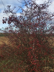 Crataegus monogyna