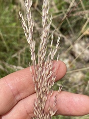 Triodia microstachya