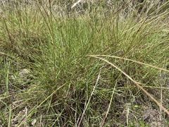 Triodia microstachya