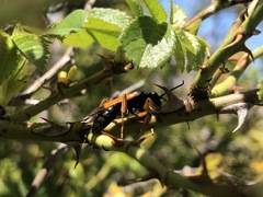 Priocnemis conformis