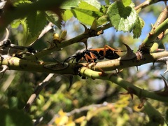 Priocnemis conformis