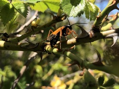 Priocnemis conformis