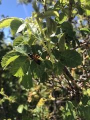 Priocnemis conformis