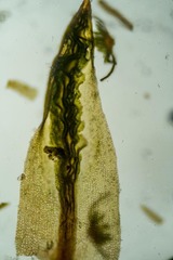 Psilopilum cavifolium